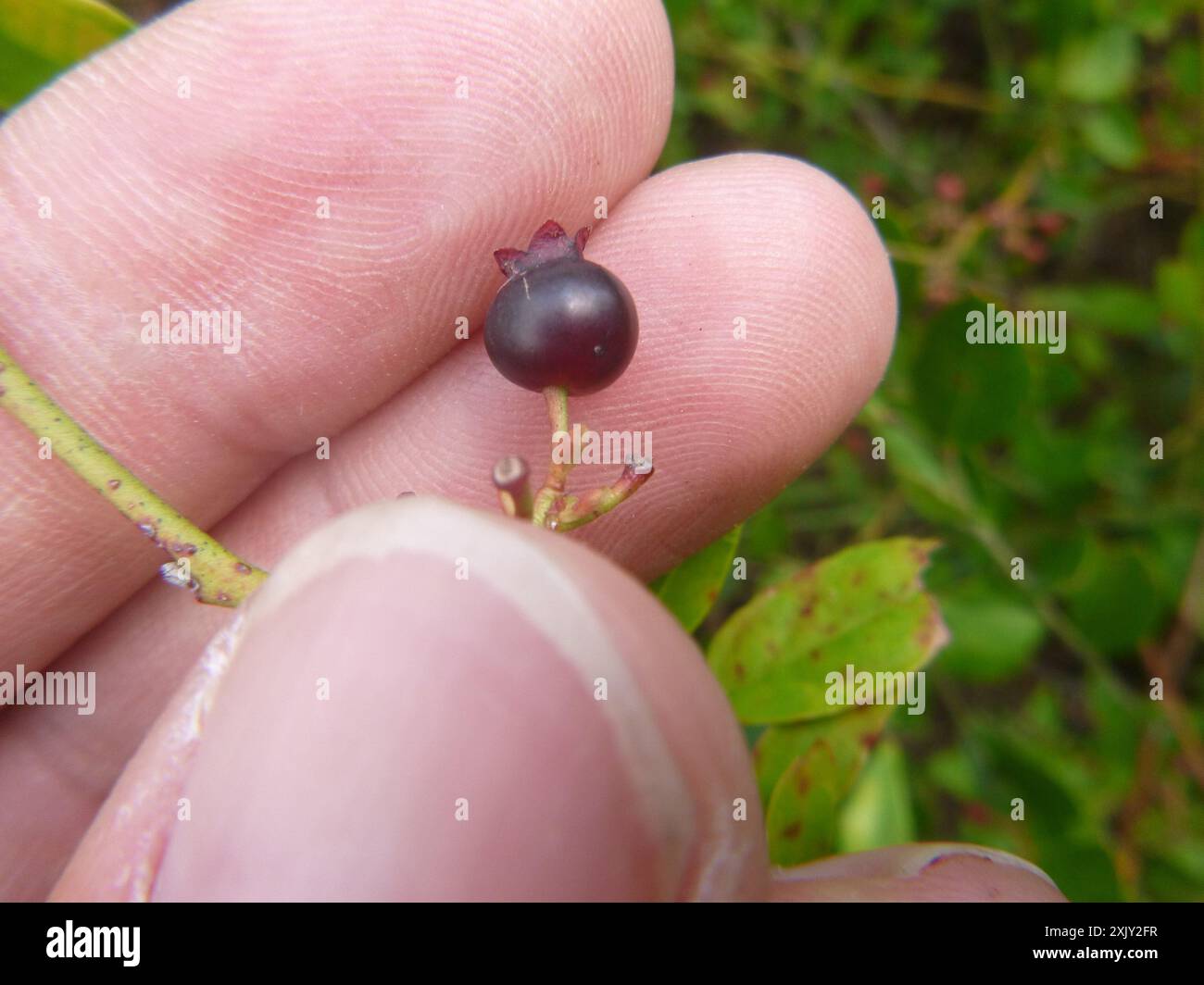 Rabbiteye Blueberry (Vaccinium virgatum) Plantae Stock Photo - Alamy