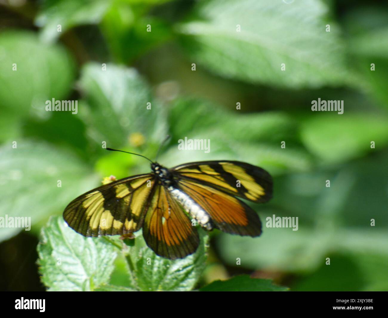 Equatoria hi-res stock photography and images - Alamy