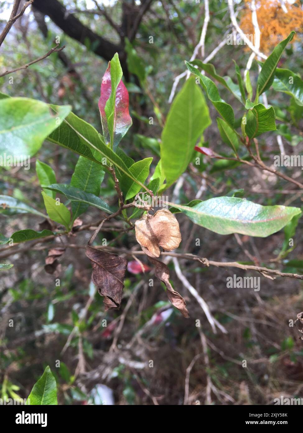 Akeake (Dodonaea viscosa) Plantae Stock Photo - Alamy