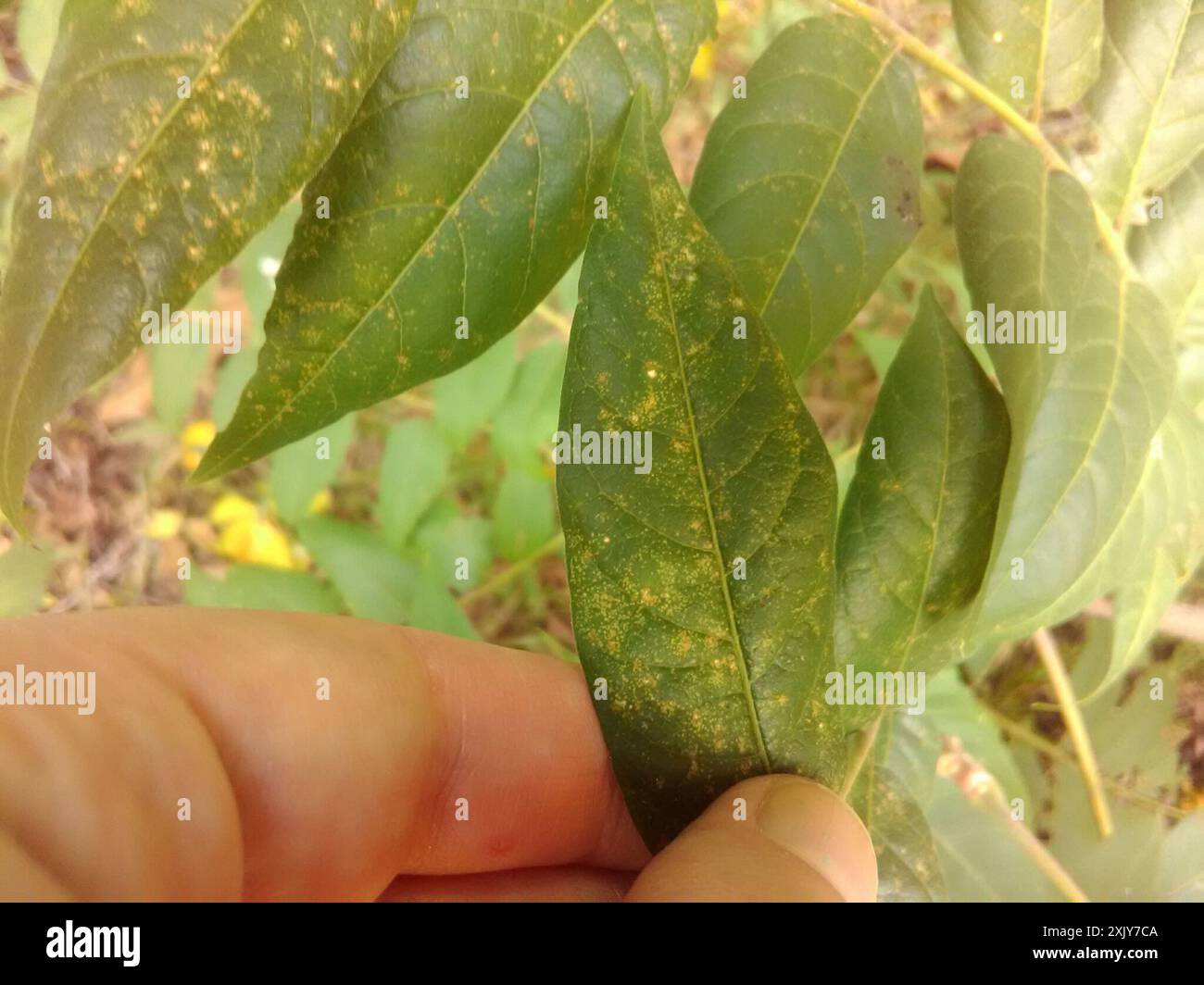 rust fungi (Pucciniales) Fungi Stock Photo - Alamy