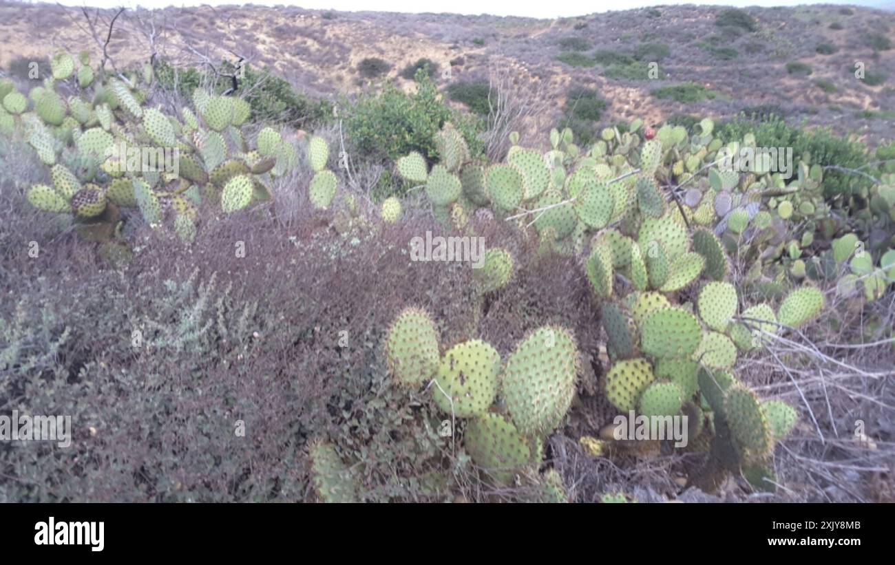 20 Semi Di Opuntia Oricola - Fico D'India Raro, Cactus Chaparral Esotico - Cactaceae