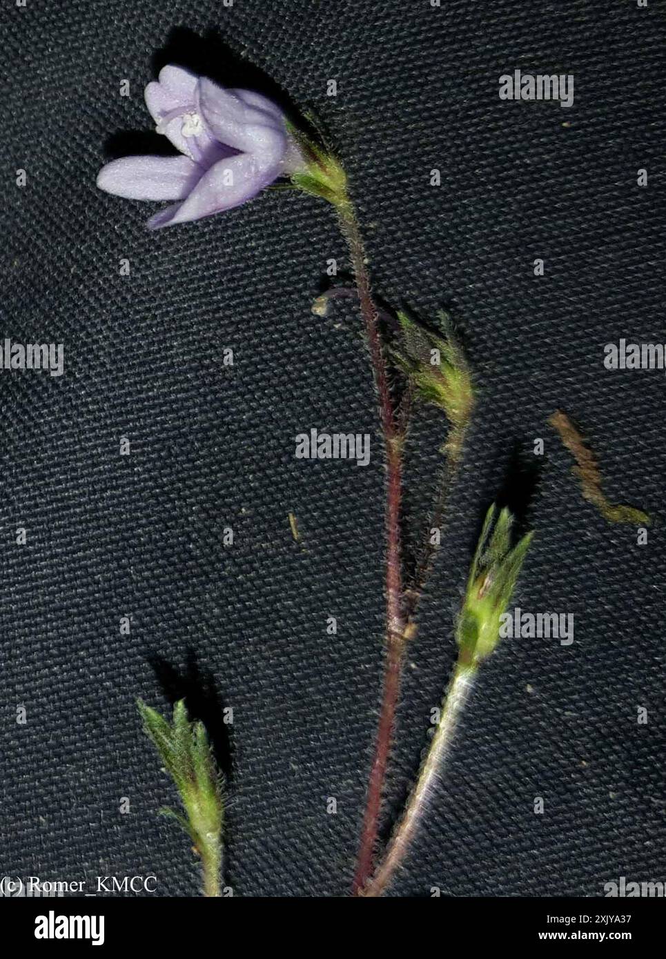 African Primrose (Streptocarpus) Plantae Stock Photo - Alamy