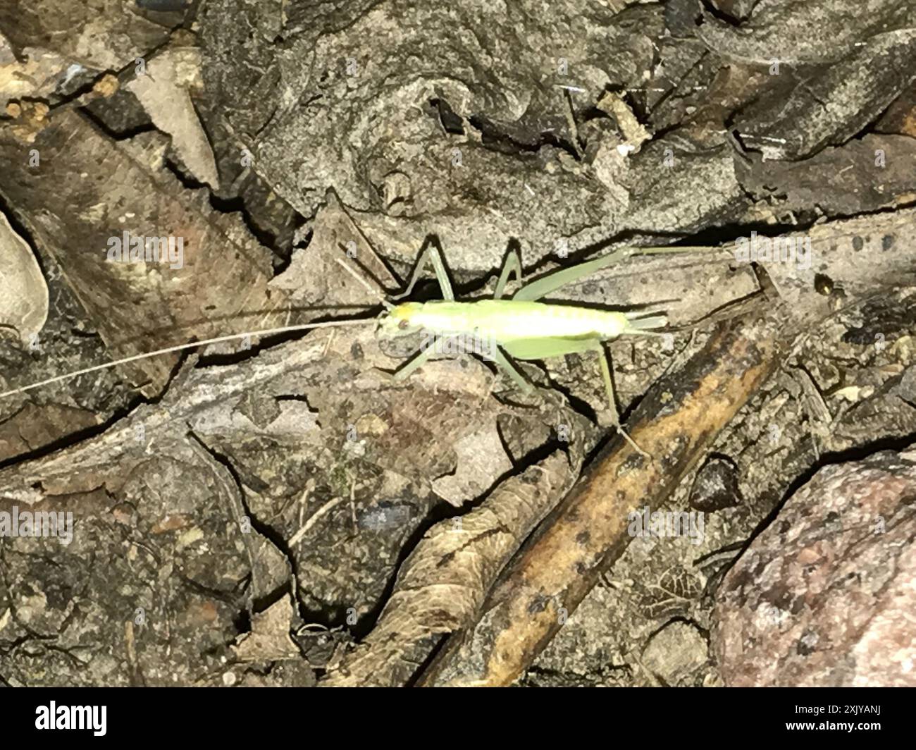 Common Tree Crickets (Oecanthus) Insecta Stock Photo - Alamy