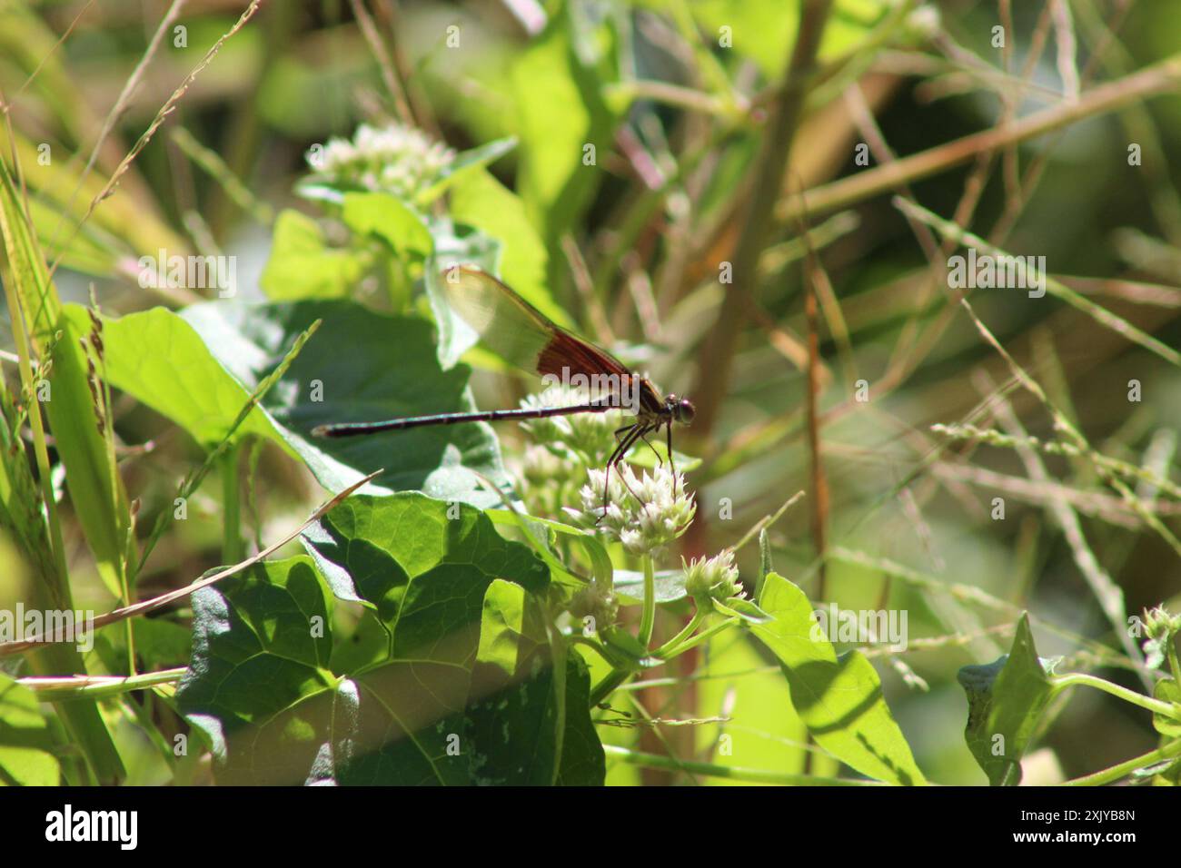 American Rubyspot (Hetaerina americana) Insecta Stock Photo - Alamy