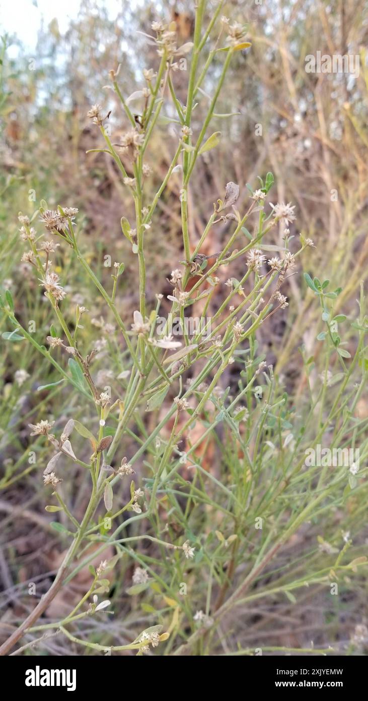 California Broomsage (Lepidospartum squamatum) Plantae Stock Photo - Alamy