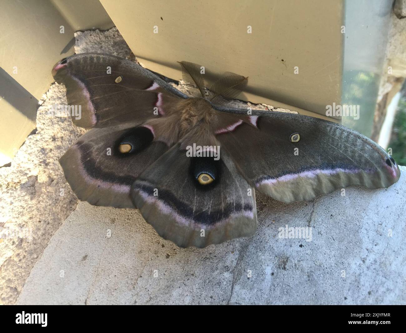 Polyphemus Moth (Antheraea polyphemus) Insecta Stock Photo - Alamy