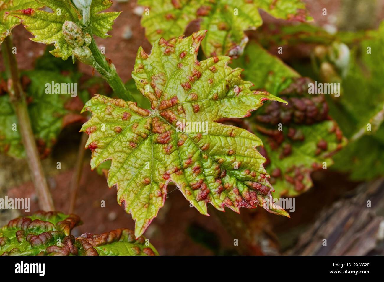 Close Up Detail Of The Red Blotches On A Grapevine  Leaf Caused By The Grapevine Blister Mite, Colomerus vitis, UK Stock Photo