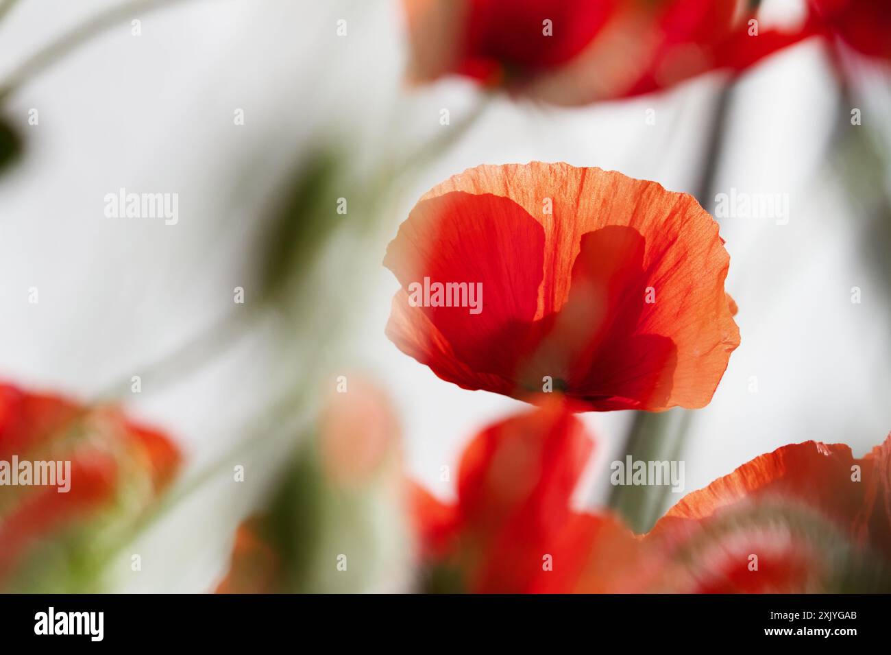 Flower Of The Poppy, Papaveroideae, Against The Sunlight, UK Stock Photo