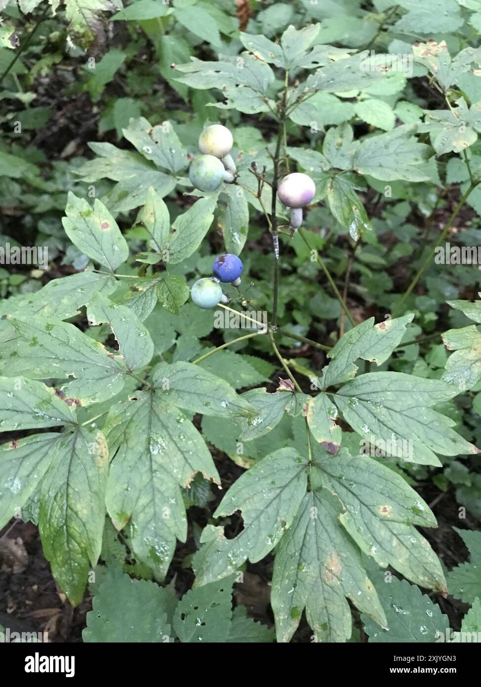 blue cohosh (Caulophyllum thalictroides) Plantae Stock Photo - Alamy