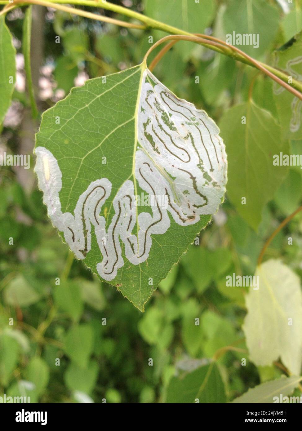 Aspen Serpentine Leafminer Moth (Phyllocnistis populiella) Insecta ...
