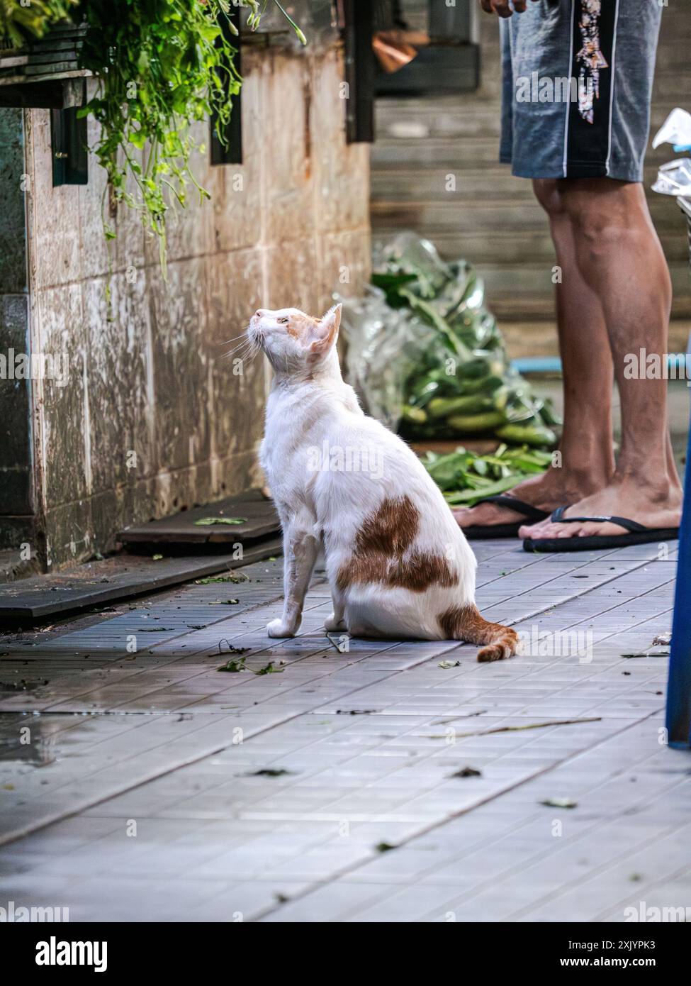 Cat Sitting on Patio Stock Photo - Alamy
