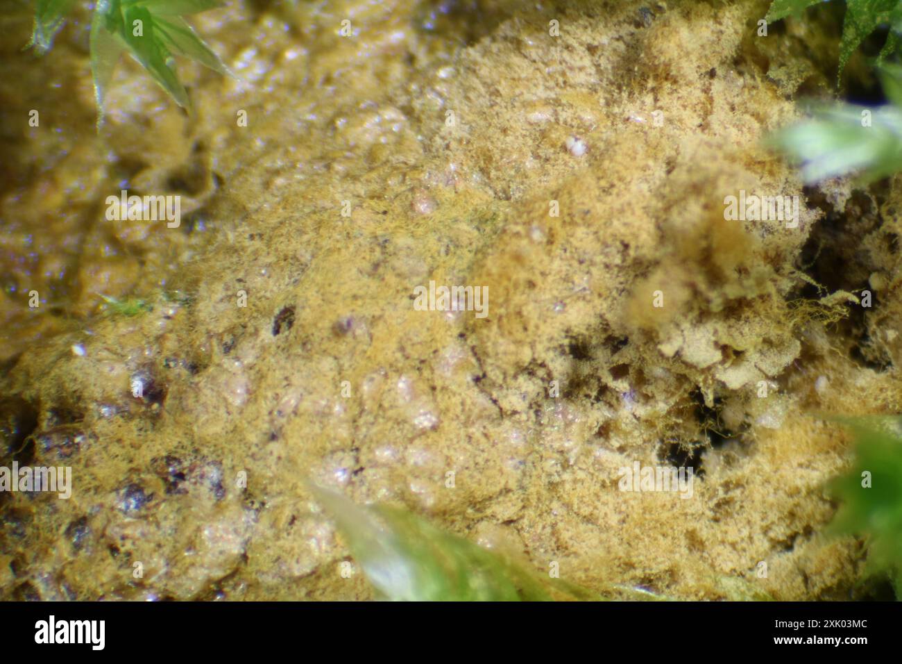 Trichia scabra hi-res stock photography and images - Alamy