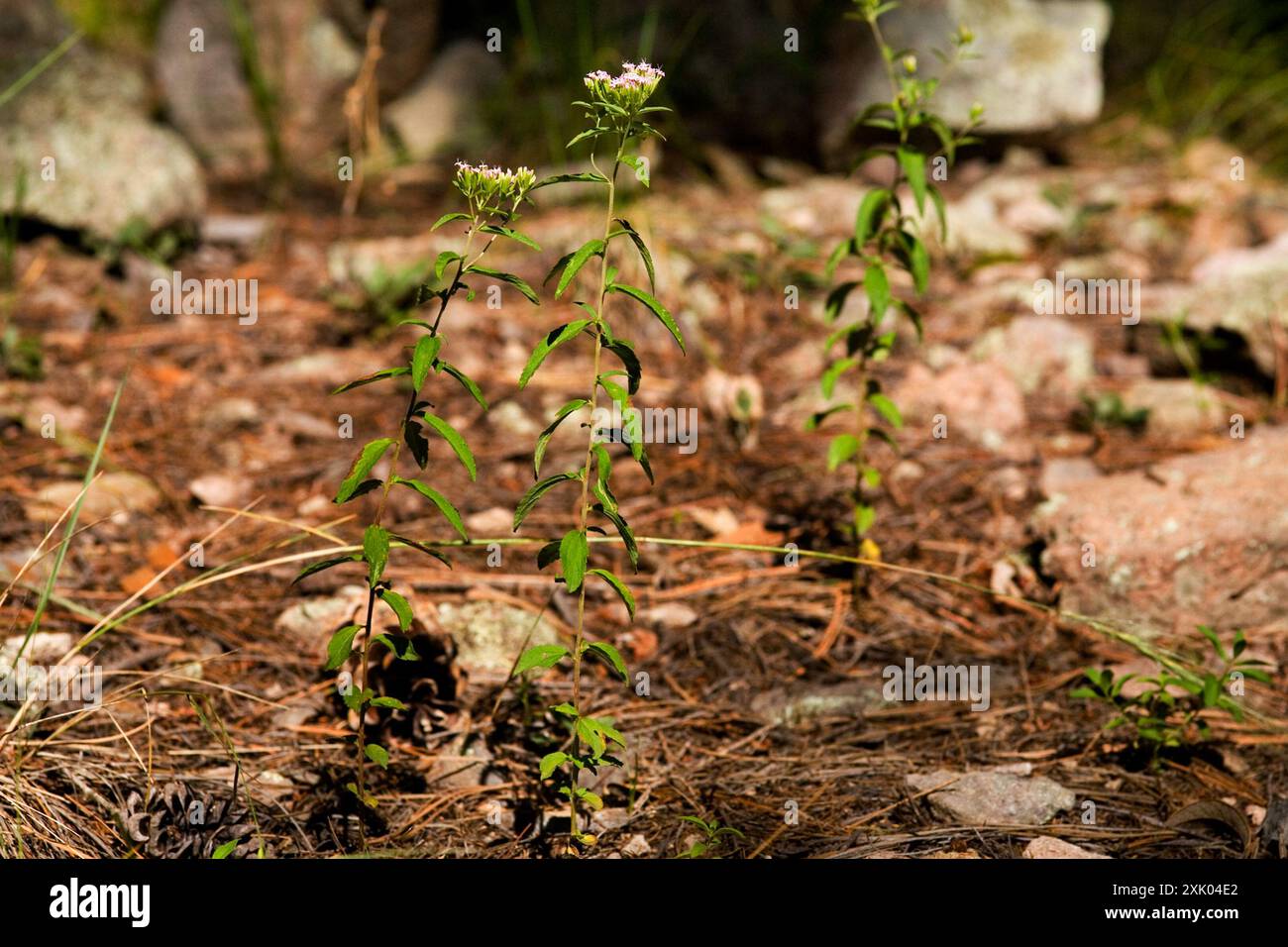 Sawtooth Candyleaf (Stevia serrata) Plantae Stock Photo