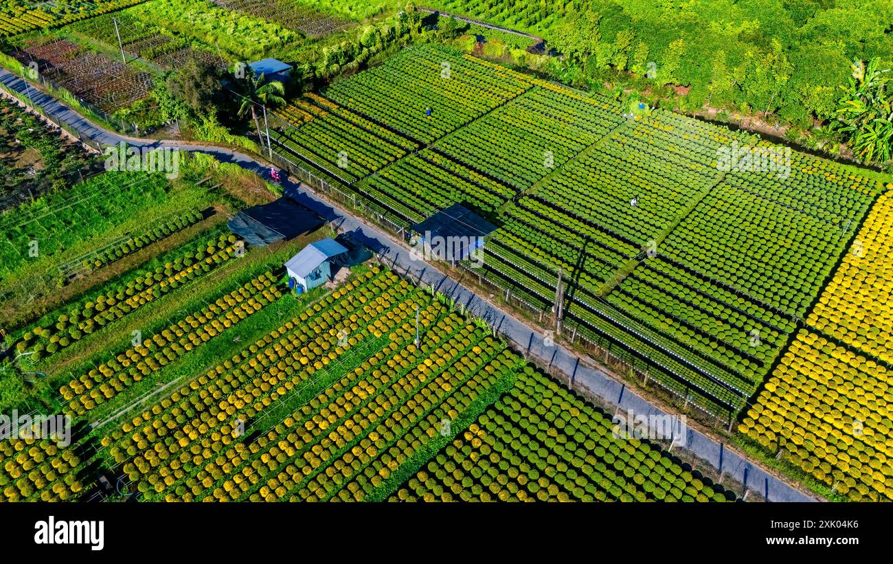 Aerial view of Cho Lach flower garden in Ben Tre, Vietnam. It's famous in Mekong Delta, preparing transport flowers to the market for sale in Tet holi Stock Photo