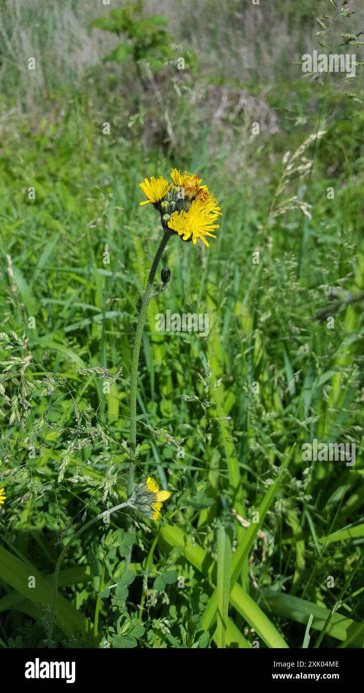 meadow hawkweed (Pilosella caespitosa) Plantae Stock Photo