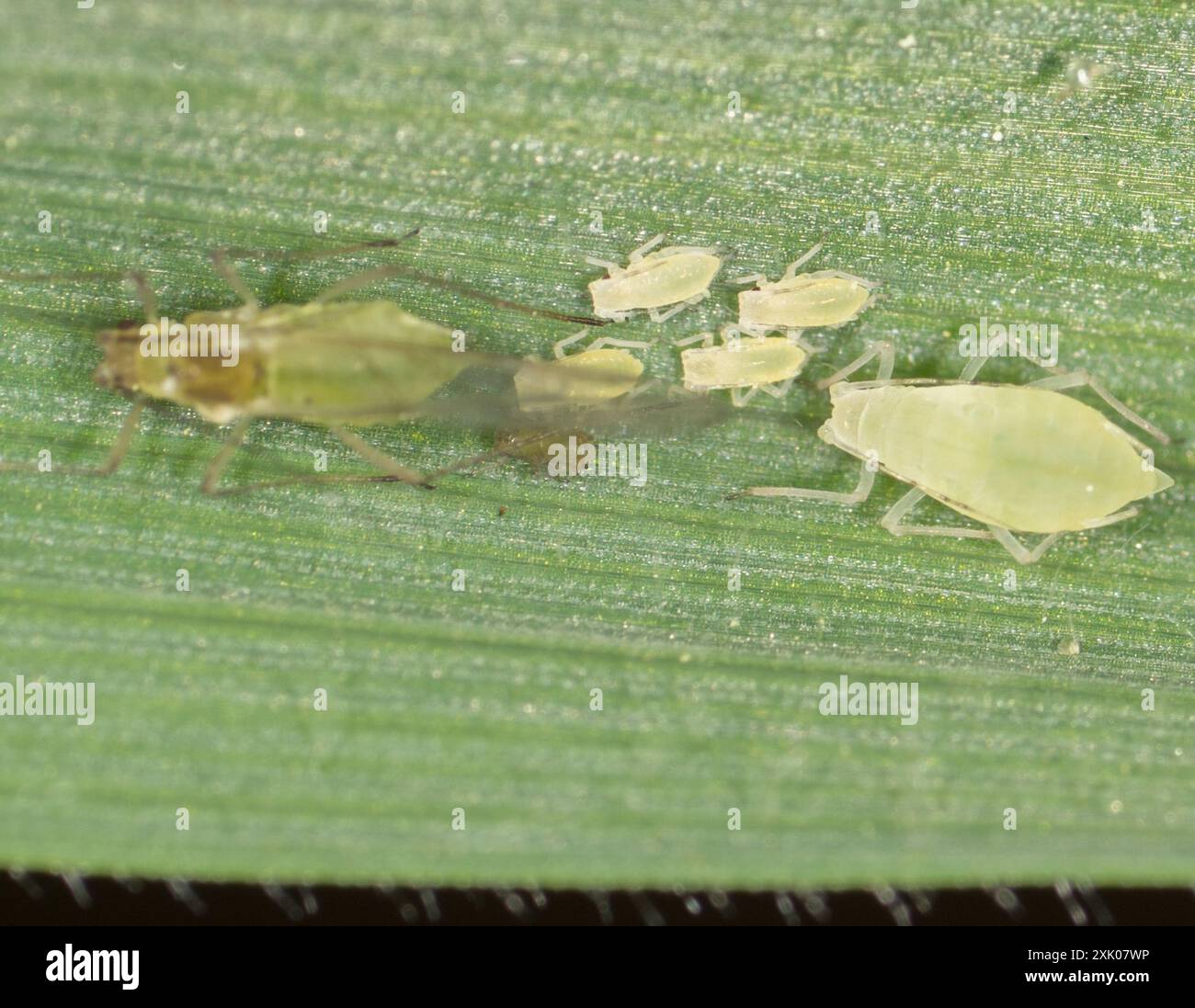 Rose grain aphid hi-res stock photography and images - Alamy