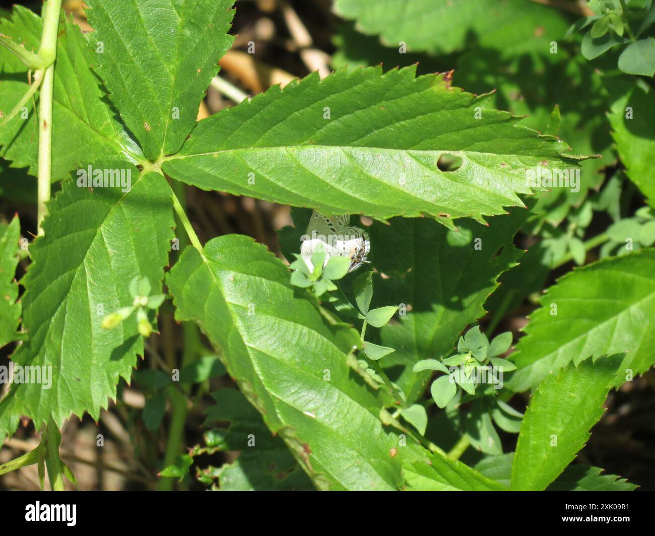 Eastern Tailed-Blue (Cupido comyntas) Insecta Stock Photo - Alamy