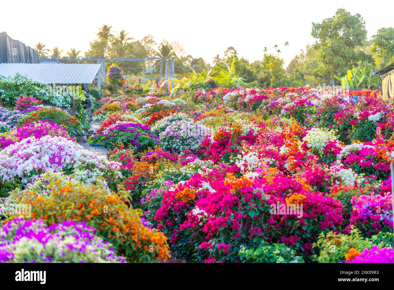 Drum village of bougainvillea blooms throughout Cho Lach flower garden, Ben Tre, Vietnam. It's famous in Mekong Delta, preparing transport flowers to Stock Photo