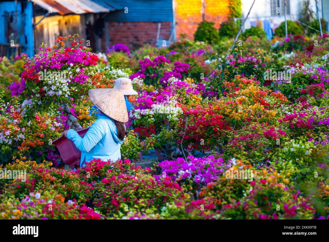 Drum village of bougainvillea blooms throughout Cho Lach flower garden, Ben Tre, Vietnam. It's famous in Mekong Delta, preparing transport flowers to Stock Photo