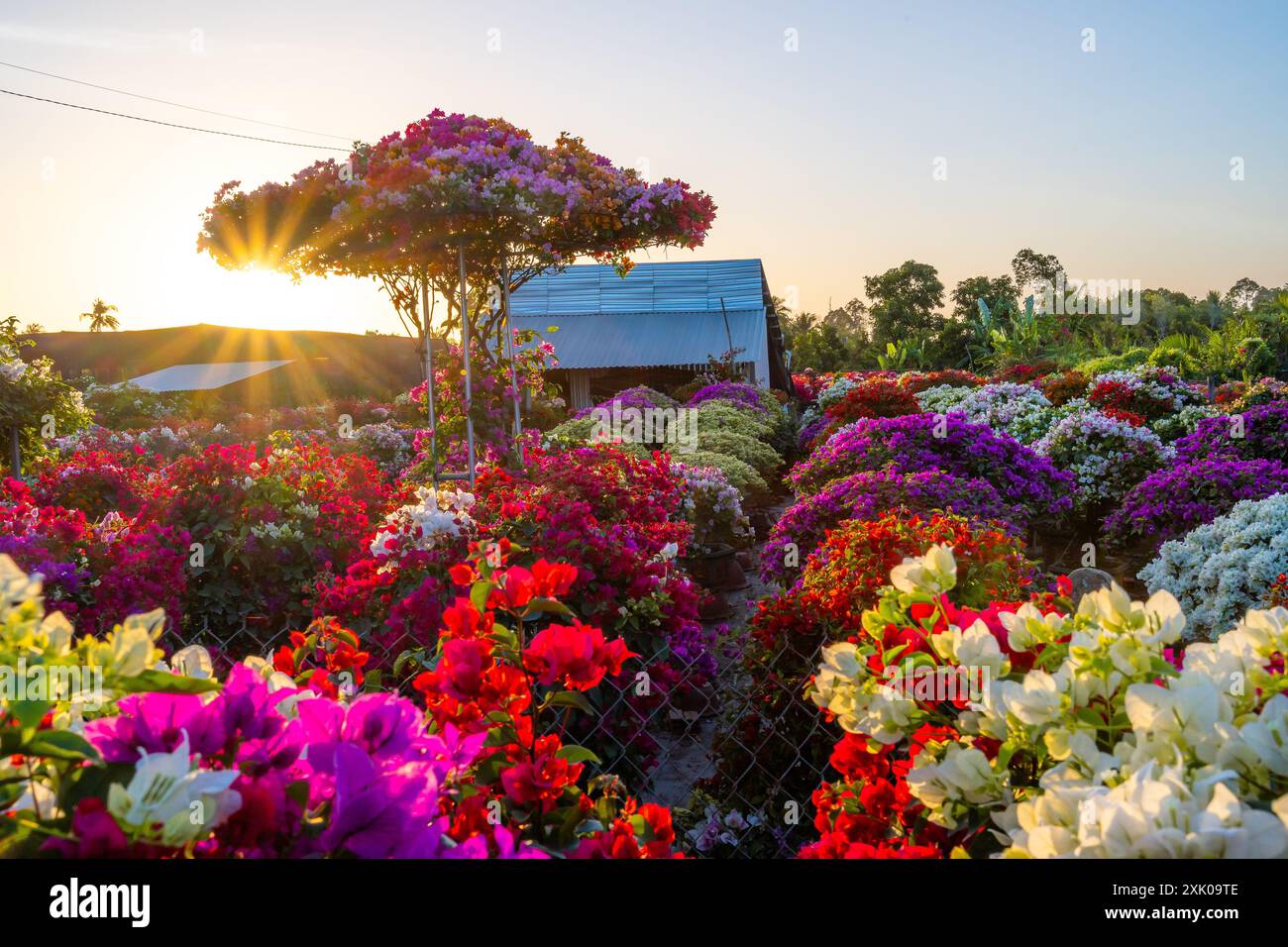 Drum village of bougainvillea blooms throughout Cho Lach flower garden, Ben Tre, Vietnam. It's famous in Mekong Delta, preparing transport flowers to Stock Photo