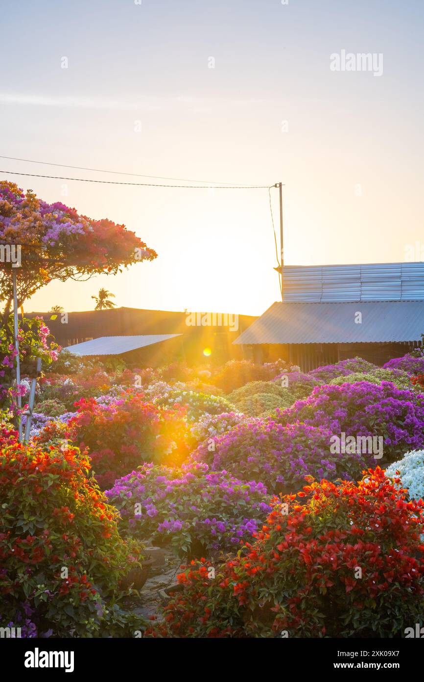 Drum village of bougainvillea blooms throughout Cho Lach flower garden ...