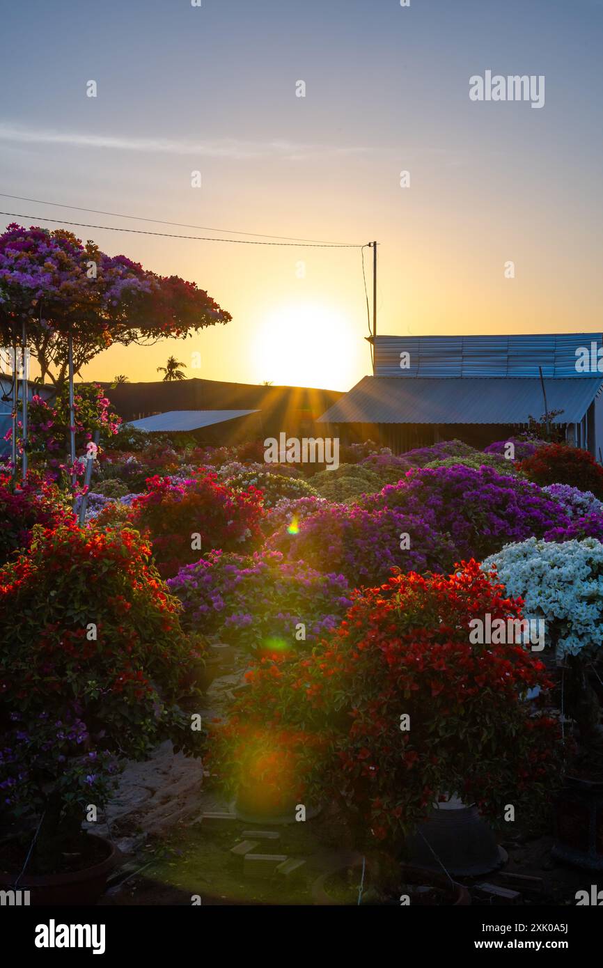 Drum village of bougainvillea blooms throughout Cho Lach flower garden, Ben Tre, Vietnam. It's famous in Mekong Delta, preparing transport flowers to Stock Photo