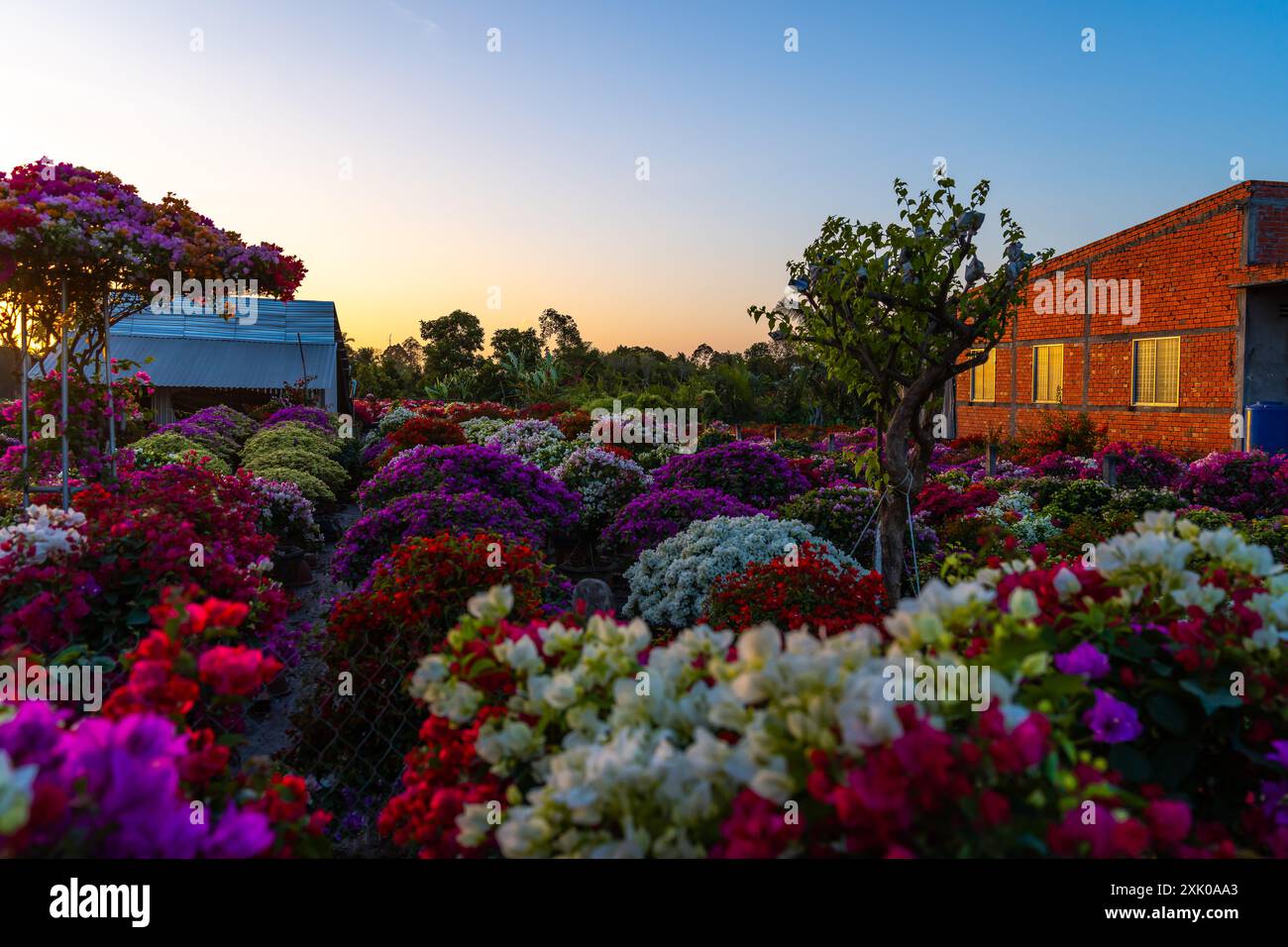 Drum village of bougainvillea blooms throughout Cho Lach flower garden, Ben Tre, Vietnam. It's famous in Mekong Delta, preparing transport flowers to Stock Photo