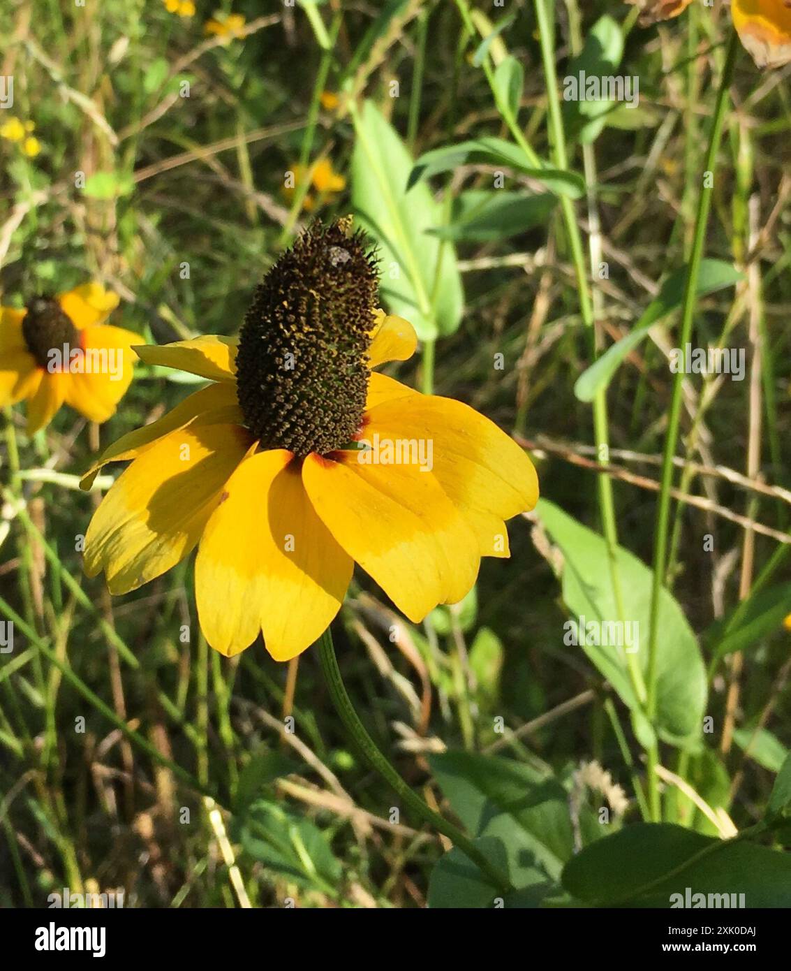clasping coneflower (Rudbeckia amplexicaulis) Plantae Stock Photo - Alamy
