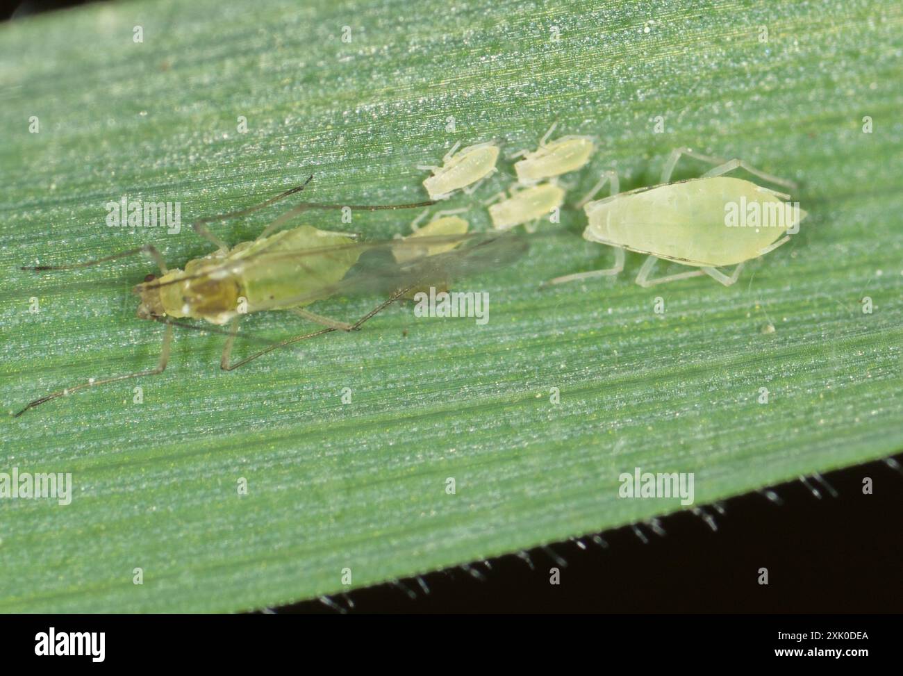Rose grain aphid hi-res stock photography and images - Alamy
