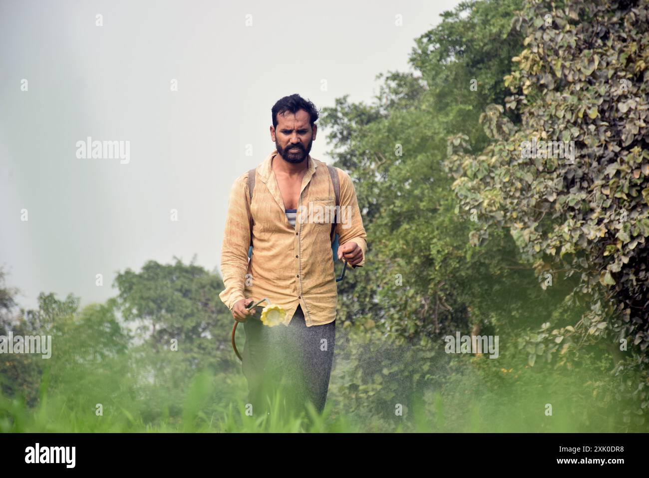 Indian farmer spraying fertilizer in his wheat field Stock Photo - Alamy