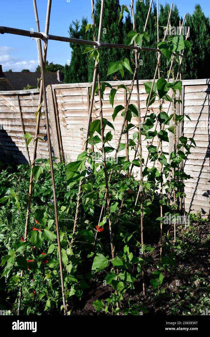 Runner Beans growing in the Summer of 2024 Stock Photo - Alamy
