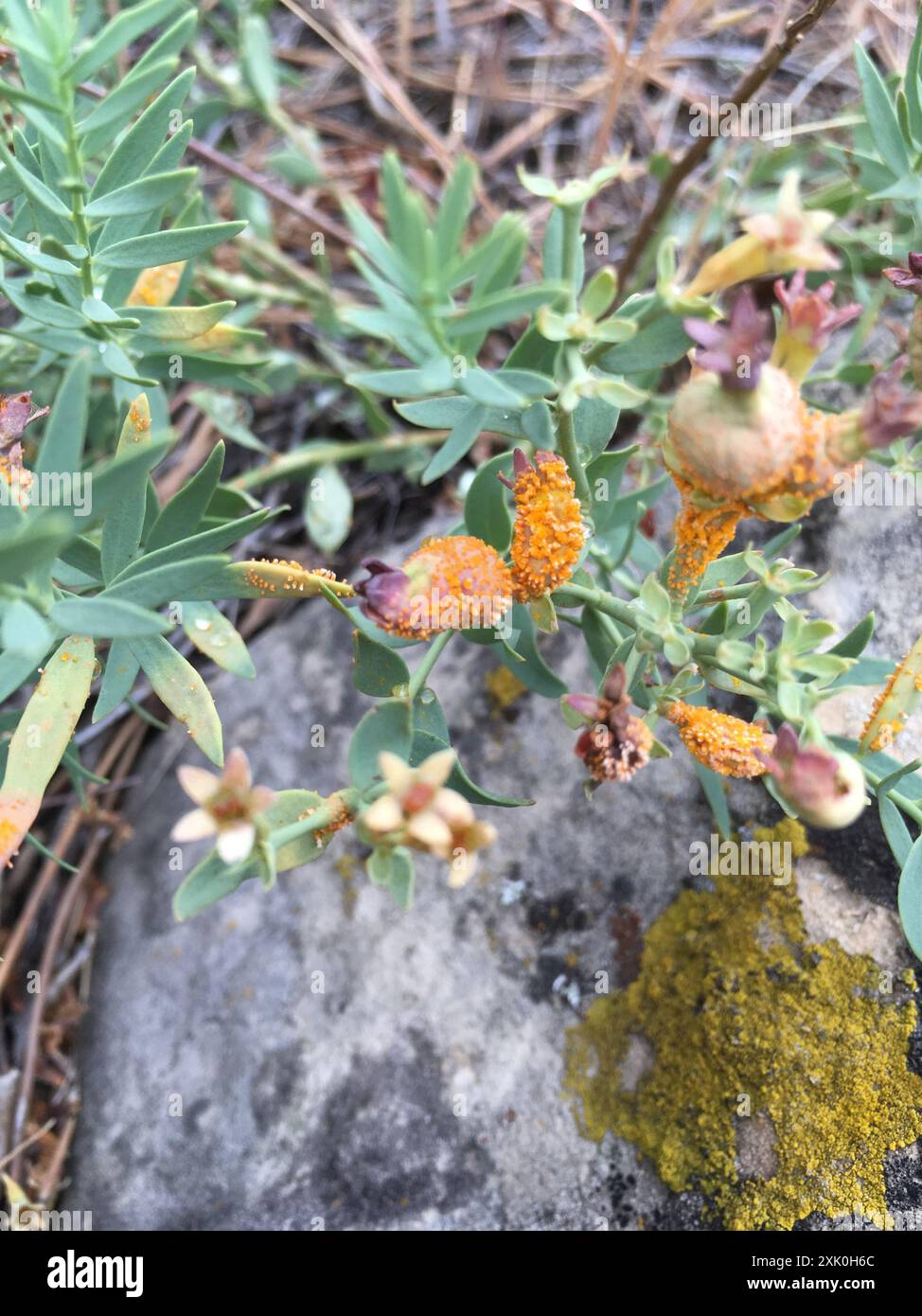 rust fungi (Pucciniales) Fungi Stock Photo - Alamy