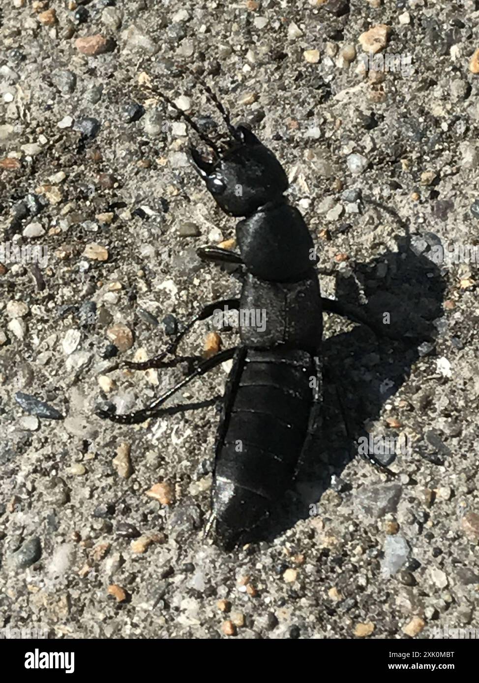 Devil's Coach Horse Beetle (Ocypus olens) Insecta Stock Photo - Alamy