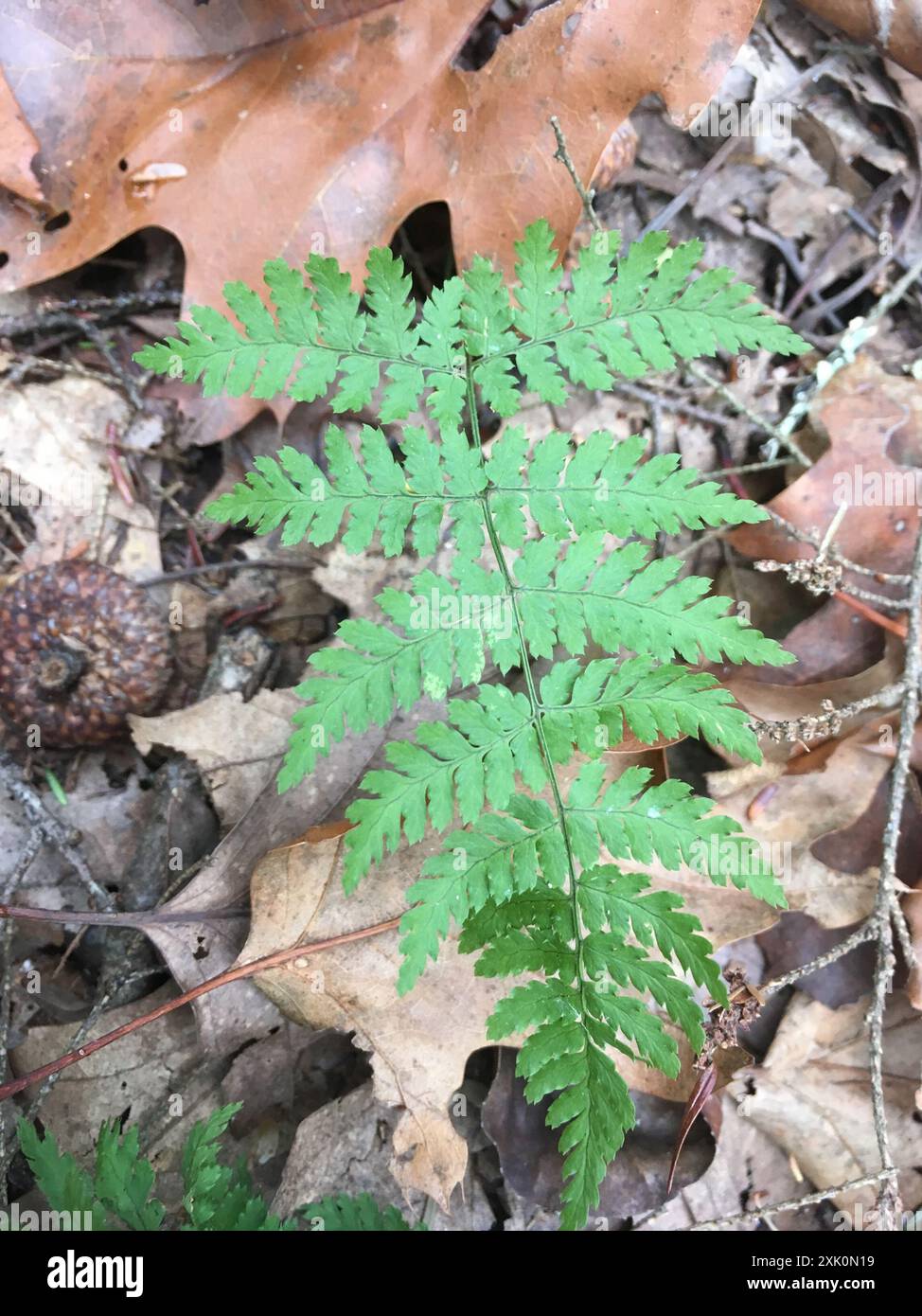 intermediate wood fern (Dryopteris intermedia) Plantae Stock Photo - Alamy
