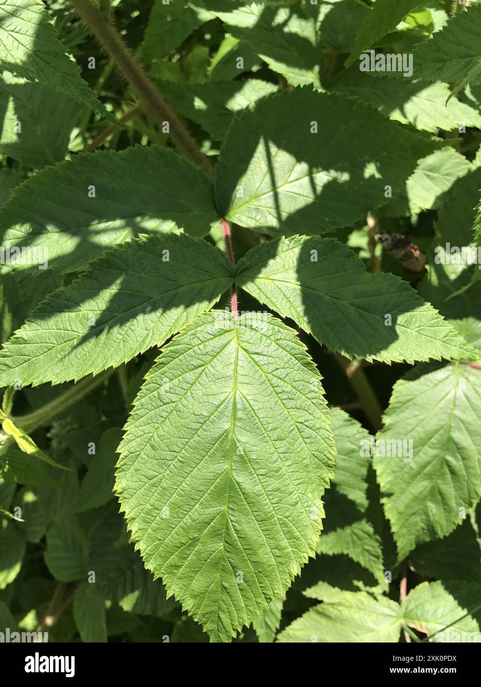 American red raspberry rubus idaeus hi-res stock photography and images ...