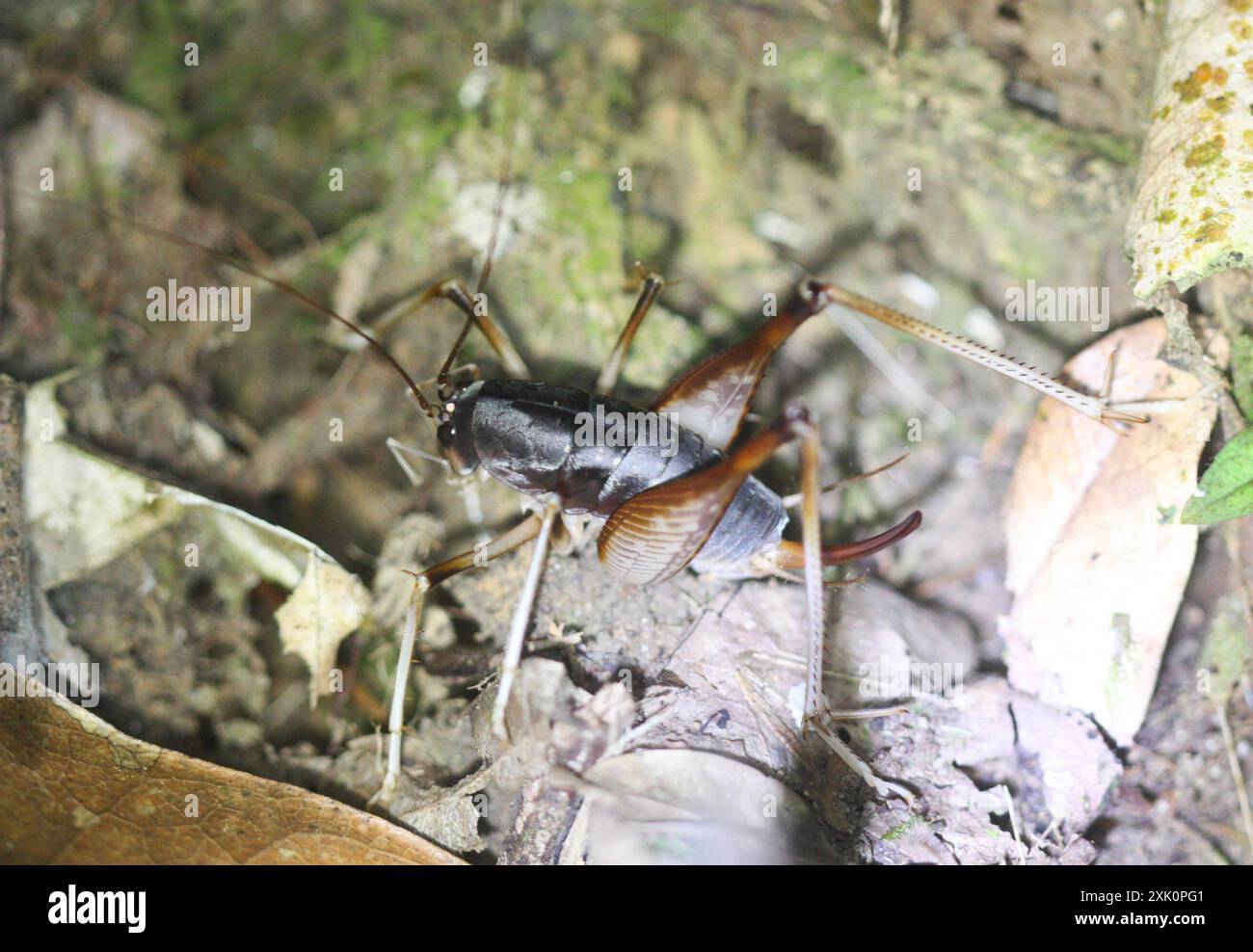 Camel Crickets, Cave Crickets, and Cave Wēta (Rhaphidophoridae) Insecta  Stock Photo - Alamy, image size:1300x988