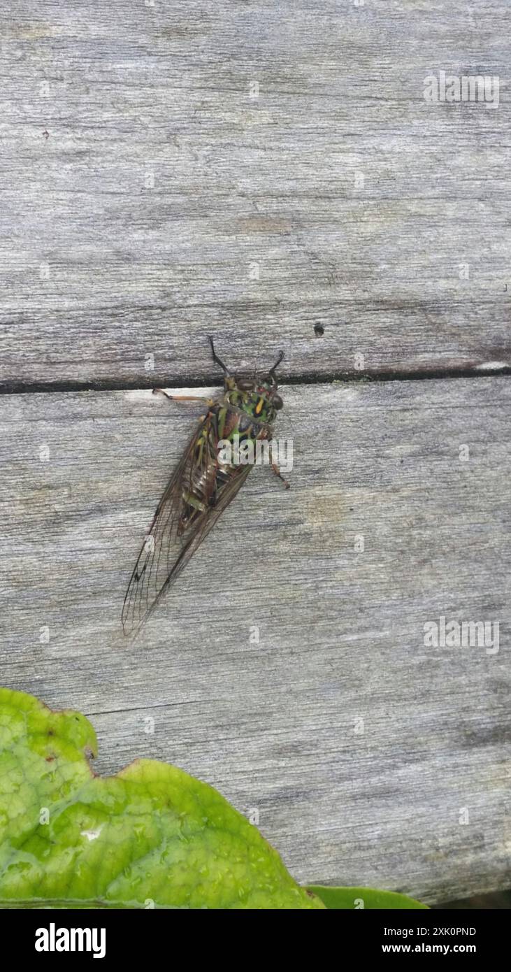 Chorus Cicada (Amphipsalta zelandica) Insecta Stock Photo