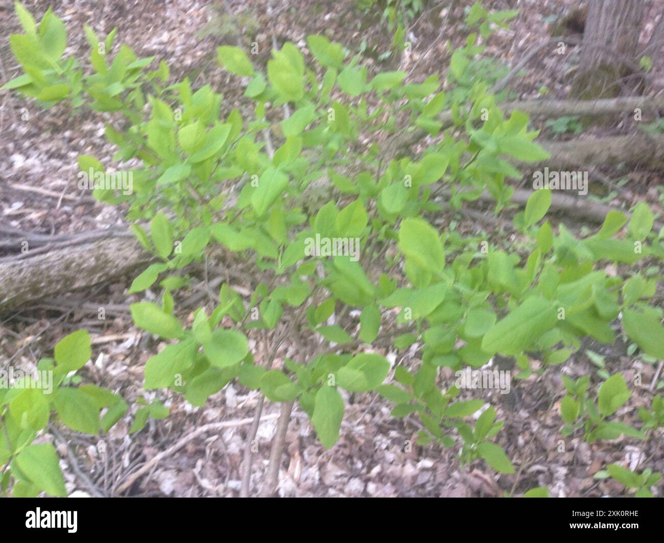 Dirca Dirca palustris hi-res stock photography and images - Alamy