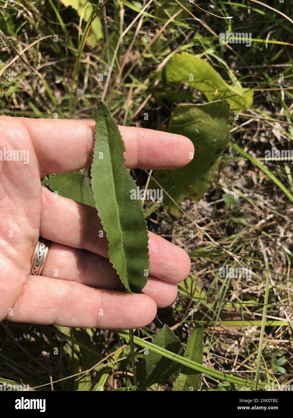Small's ragwort (Packera anonyma) Plantae Stock Photo - Alamy