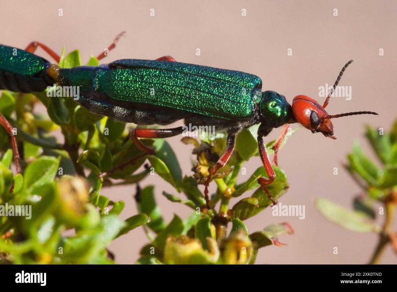 (Eupompha fissiceps) Insecta Stock Photo Alamy