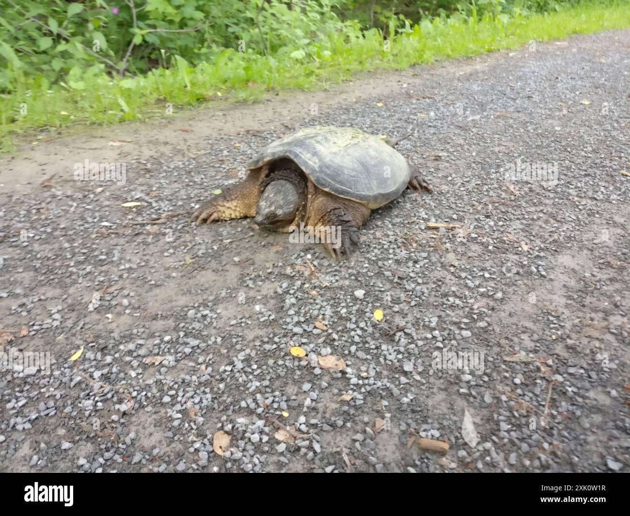 Common Snapping Turtle (Chelydra serpentina) Reptilia Stock Photo - Alamy