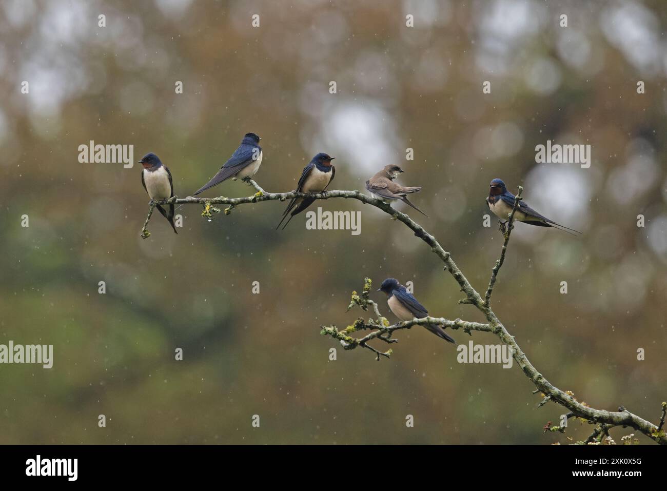 Barn Swallows (Hirundo rustica) & Sand Martin (Riparia riparia) Norfolk ...