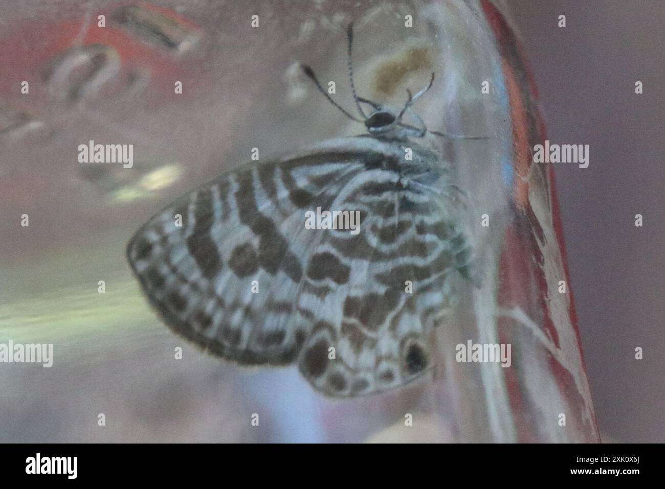 Zebra Blue (Leptotes plinius) Insecta Stock Photo - Alamy