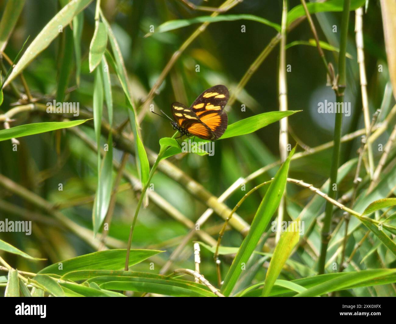 Equatoria hi-res stock photography and images - Alamy