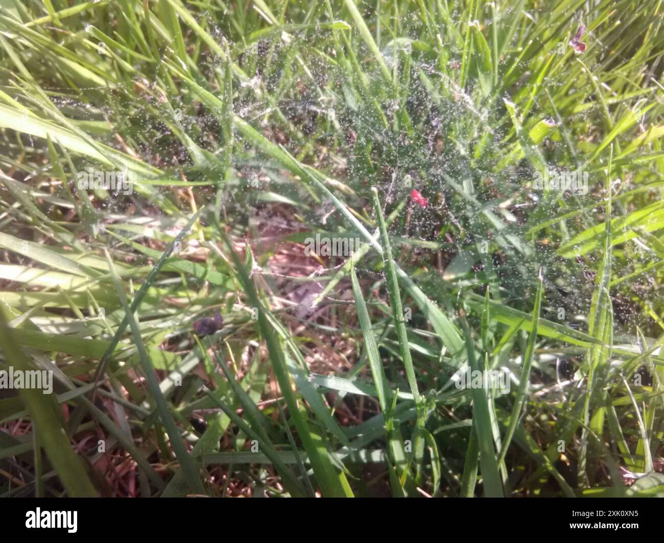 Black-tailed Red Sheetweaver (Florinda coccinea) Arachnida Stock Photo ...
