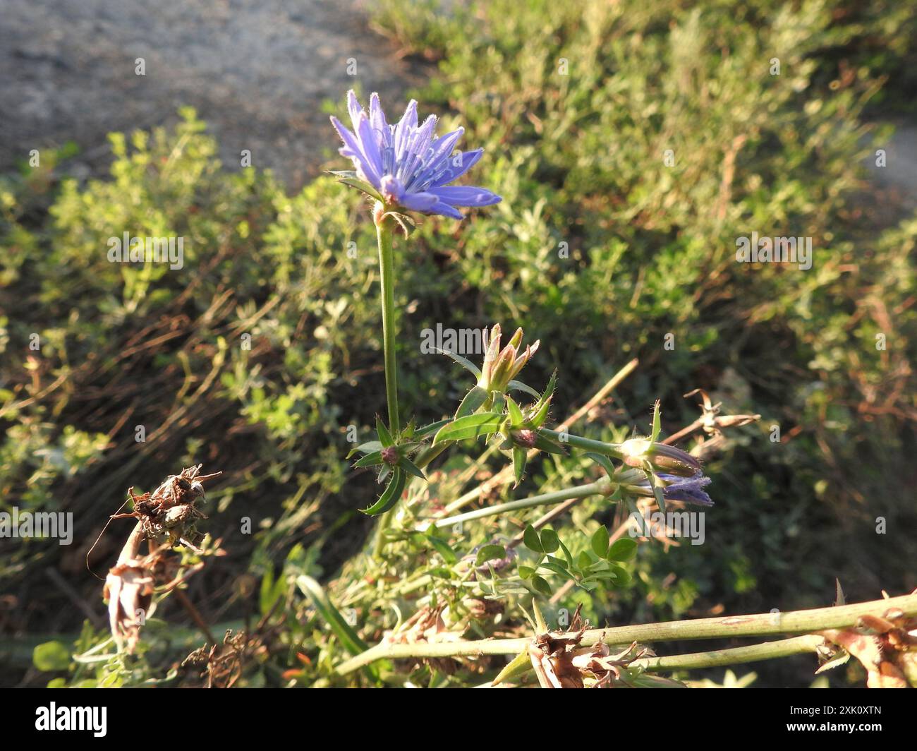 chicory (Cichorium intybus) Plantae Stock Photo - Alamy