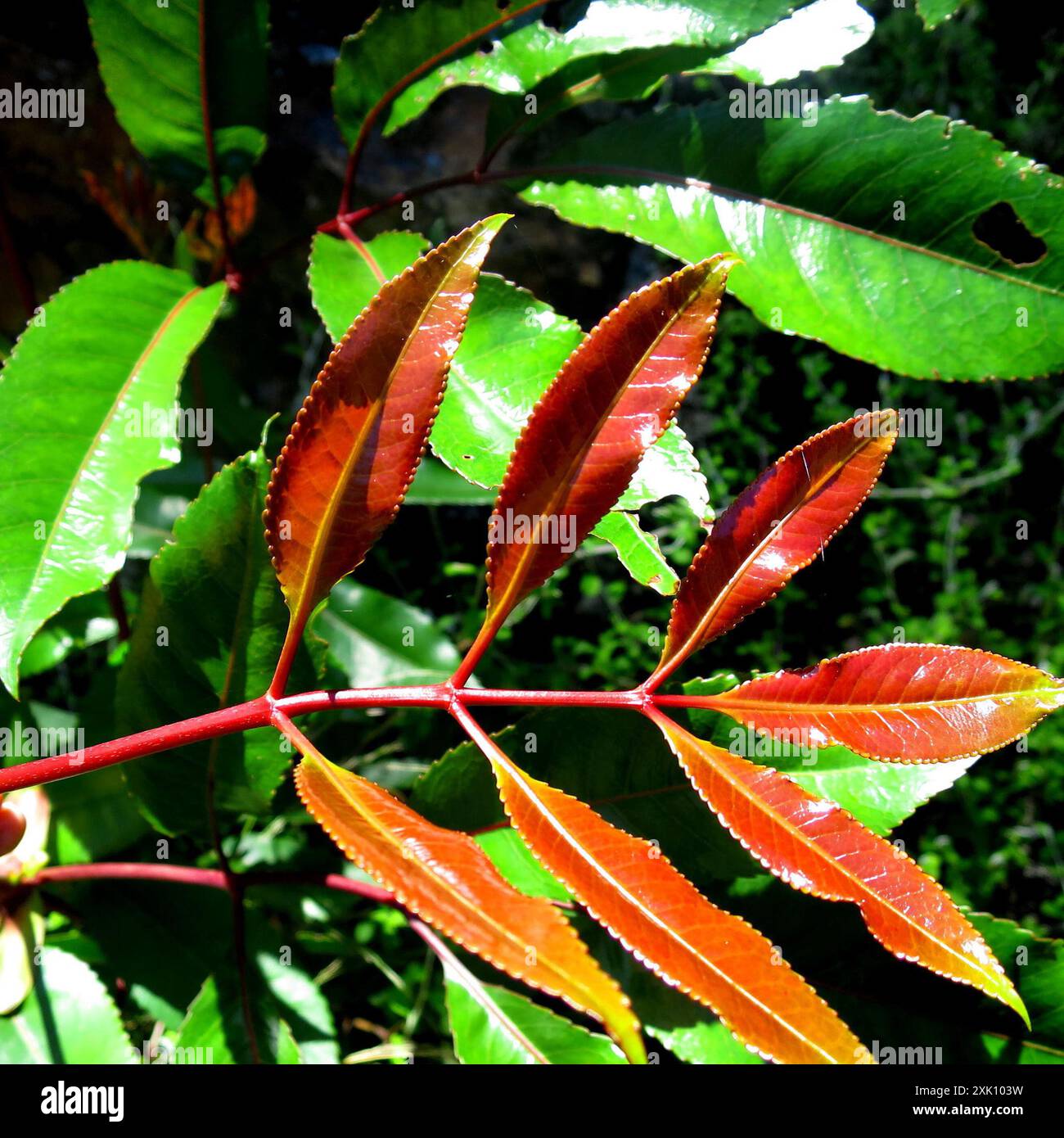 butterspoon tree (Cunonia capensis) Plantae Stock Photo - Alamy