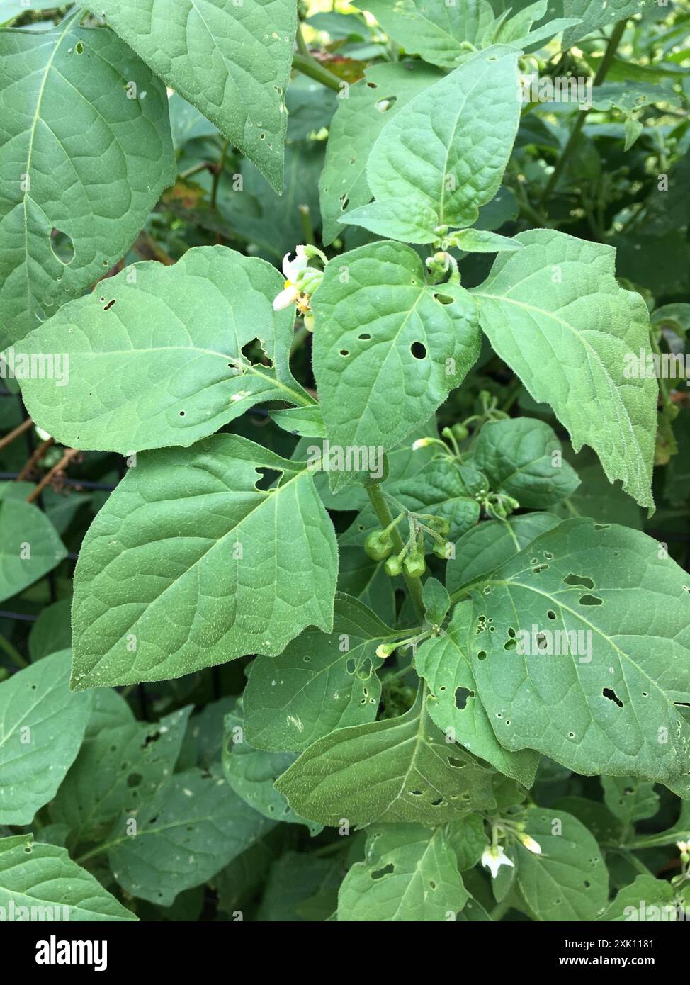 Black Nightshade Complex (Solanum nigrum) Plantae Stock Photo - Alamy