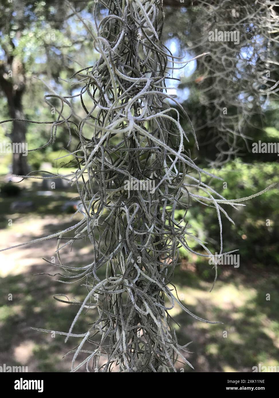 Spanish moss (Tillandsia usneoides) Plantae Stock Photo - Alamy
