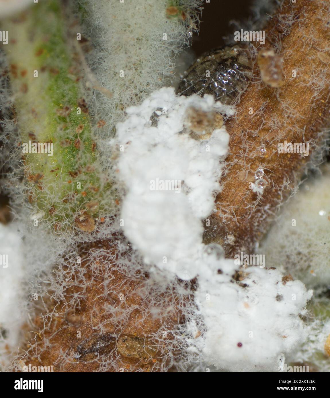 Cottony Camellia Scale (Pulvinaria floccifera) Insecta Stock Photo - Alamy